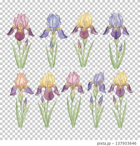 鳶尾花水彩插畫套裝,色彩變化,植物花卉素材(多種姿勢/套圖) 鳶尾花水彩插畫套裝,色彩變化,植物花卉素材(多種姿勢/套圖) 137933646