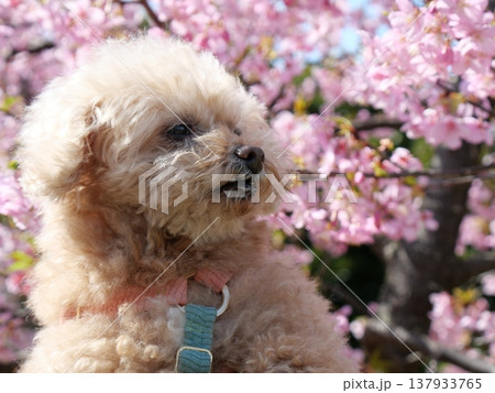 河津桜と笑う白いトイプードル 137933765