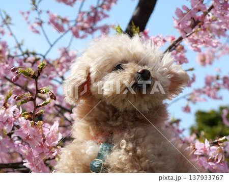 河津桜と笑う白いトイプードル 河津桜と笑う白いトイプードル 137933767