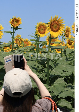 ひまわり畑の写真を撮る女性 ひまわり畑の写真を撮る女性 137933941