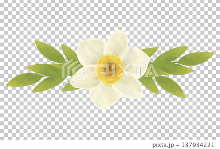 White daffodil flower, composition with green leaves. Handmade cartoon illustration in flat style. Watercolor, pastel, gouache. For design of products White daffodil flower, composition with green leaves. Handmade cartoon illustration in flat style. Watercolor, pastel, gouache. For design of products 137934221
