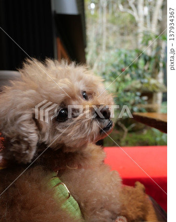 見つめる犬 見つめる犬 137934367