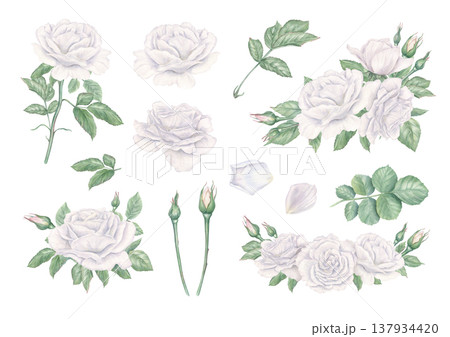 White roses clip art watercolor illustration on isolated background. Blooming garden rose composition and single floral elements set for religious or wedding printed products, greeting cards 137934420