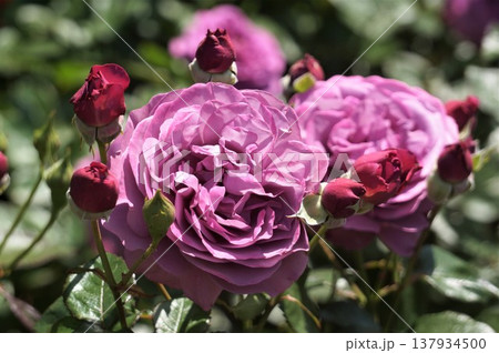 薔薇園にピンク色のバラの花が咲いています 薔薇園にピンク色のバラの花が咲いています 137934500