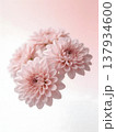 beautiful pink chrysanthemum flower on white background 137934600