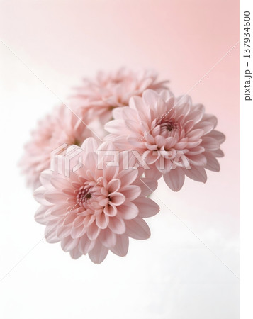 beautiful pink chrysanthemum flower on white background 137934600