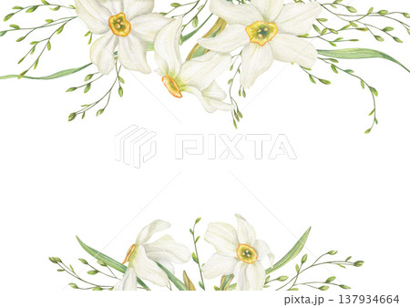 Watercolor white Daffodils, meadow grasses border on isolated background. Hand drawn spring blooming narcissus frame, empty space for text. Floral illustration for wedding greeting cards, invitations 137934664
