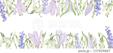 Watercolor spring flowers horizontal border on isolated background. White snowdrops, crocuses, grape hyacinth and spikelet frame. Floral composition for greeting card, wedding invitation, packaging 137934667