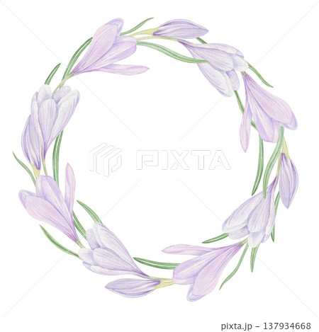 Blooming crocus wreath watercolor illustration on isolated background. Spring purple flowers circle frame with copy space for text. Floral border for wedding invitations, birthday greeting cards 137934668