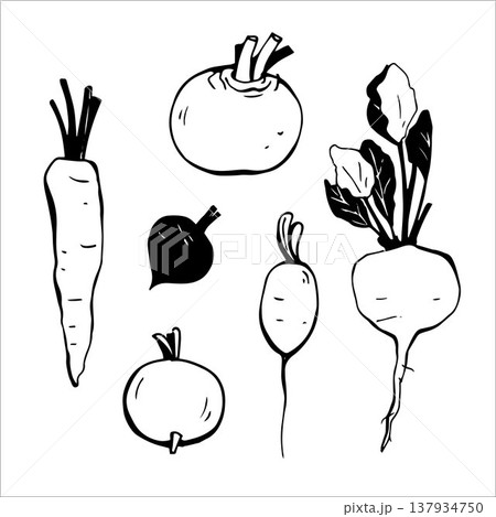 Set of various root vegetables in doodle style 137934750