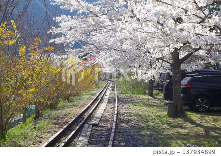安野花の駅公園のさくら 安野花の駅公園のさくら 137934899