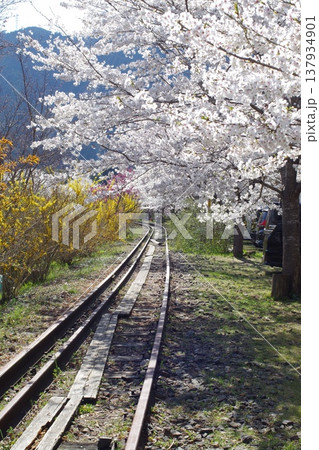 安野花の駅公園のさくら 137934901