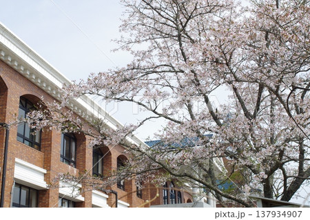 北広島町小学校の桜の景色 137934907