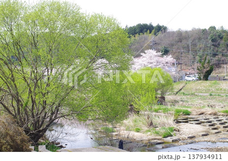北広島町志路原川沿いの川柳の景色 137934911