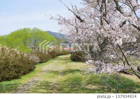 北広島町志路原川沿いの桜並木の景色 137934914