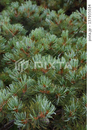 露に濡れて白く輝くハイマツの葉 - 早池峰山の自然 137935034