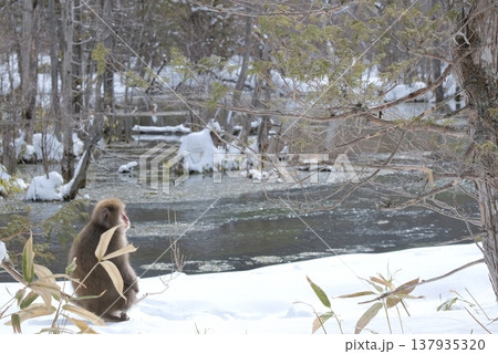 雪の川辺で佇むニホンザルの後ろ姿 雪の川辺で佇むニホンザルの後ろ姿 137935320