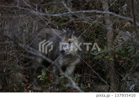 カモシカ 137935410
