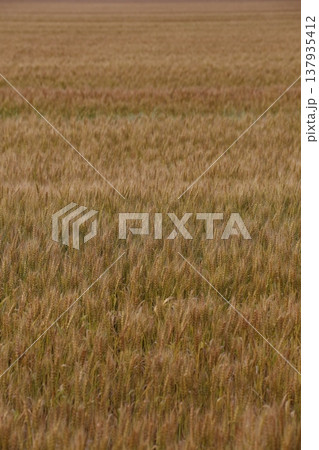 収穫間近の黄金色に輝く小麦の穂 137935412