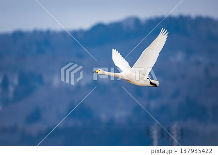 北へと向かい羽ばたくコハクチョウの飛翔 北へと向かい羽ばたくコハクチョウの飛翔 137935422