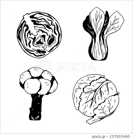 Set of various cabbage icons Set of various cabbage icons 137935480