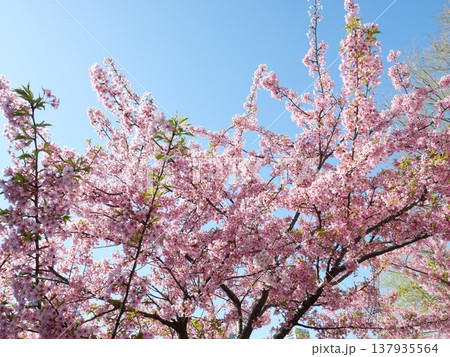 青空に映える河津桜 青空に映える河津桜 137935564
