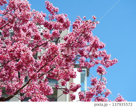 春の訪れを告げる緋寒桜 137935572