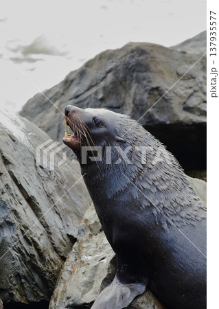 ニュージーランドオットセイ - New Zealand Fur Seal 137935577