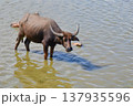 Thai Water Buffalo Grazing in Thale Noi Wetland, Phatthalung 137935596