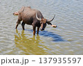 Thai Water Buffalo Grazing in Thale Noi Wetland, Phatthalung 137935597