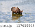 Thai Water Buffalo Grazing in Thale Noi Wetland, Phatthalung 137935598
