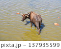 Thai Water Buffalo Grazing in Thale Noi Wetland, Phatthalung 137935599