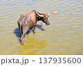 Thai Water Buffalo Grazing in Thale Noi Wetland, Phatthalung 137935600
