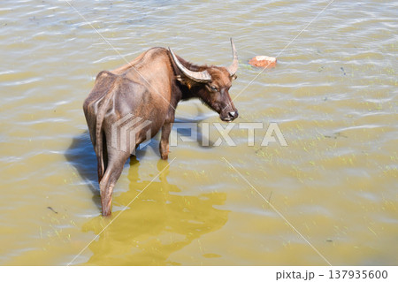 Thai Water Buffalo Grazing in Thale Noi Wetland, Phatthalung 137935600