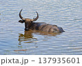 Thai Water Buffalo Grazing in Thale Noi Wetland, Phatthalung 137935601