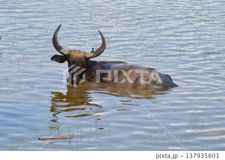Thai Water Buffalo Grazing in Thale Noi Wetland, Phatthalung 137935601