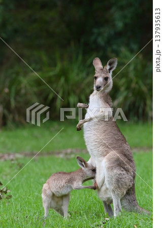 カンガルー - Eastern Grey Kangaroo カンガルー - Eastern Grey Kangaroo 137935613