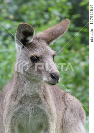 カンガルー - Eastern Grey Kangaroo 137935614