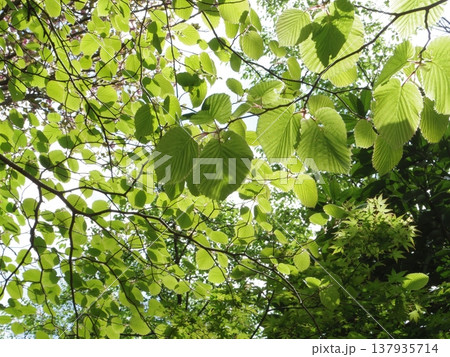 新緑からの空 137935714