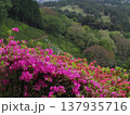 ツツジが咲く山間に咲く　こいのぼり 137935716