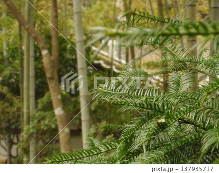 シダの葉が生い茂る森　竹林 137935717