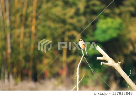 里山に暮らす野鳥　モズ 137935849