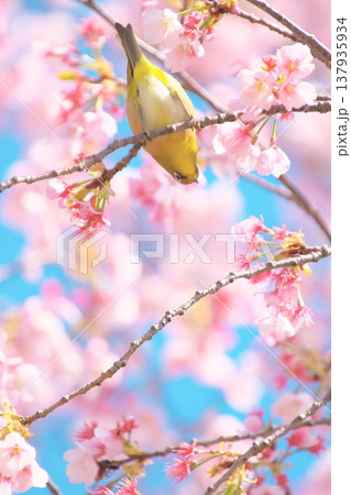 桜の花の蜜を吸いに来たメジロ 桜の花の蜜を吸いに来たメジロ 137935934