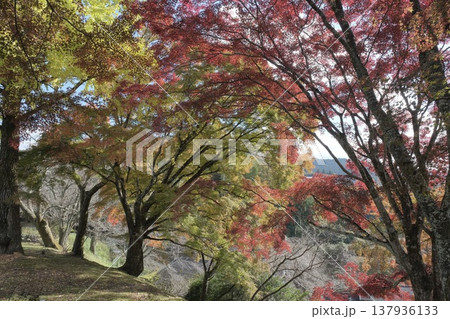 色づく木々が広がる秋の森 色づく木々が広がる秋の森 137936133