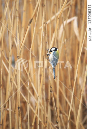 葦の茎を裂いて餌をとるシジュウカラ 葦の茎を裂いて餌をとるシジュウカラ 137936351