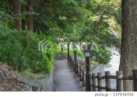 上野公園と不忍の池の 上野公園と不忍の池の 137936458