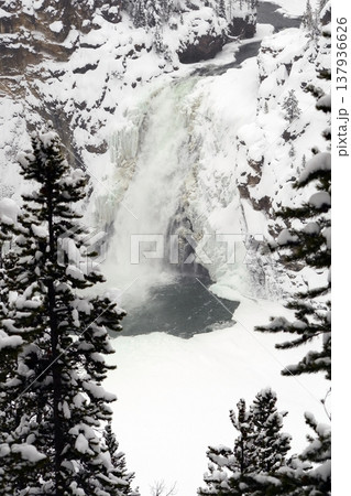 Yellowstone National Winter Snow Yellowstone National Winter Snow 137936626