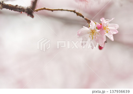 雨上がりにしっとり濡れた桜の花 雨上がりにしっとり濡れた桜の花 137936639