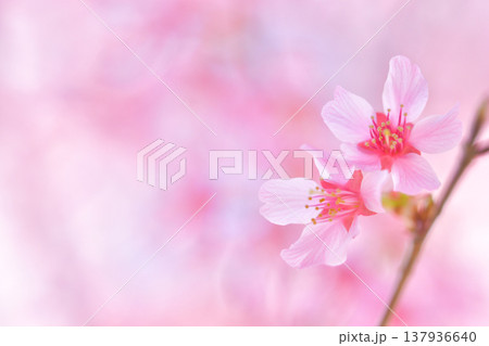 ふんわりとした桜の花 ふんわりとした桜の花 137936640
