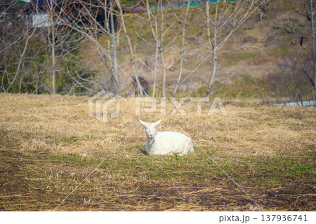 こちらを見て微笑むヤギ【長野県】 137936741